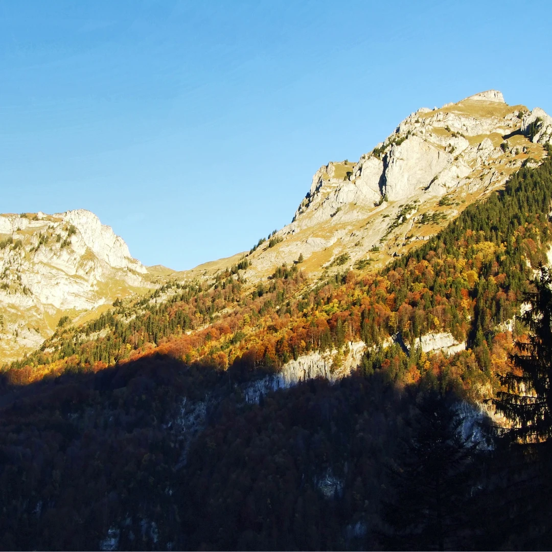 Hunting ground for alpine chamois