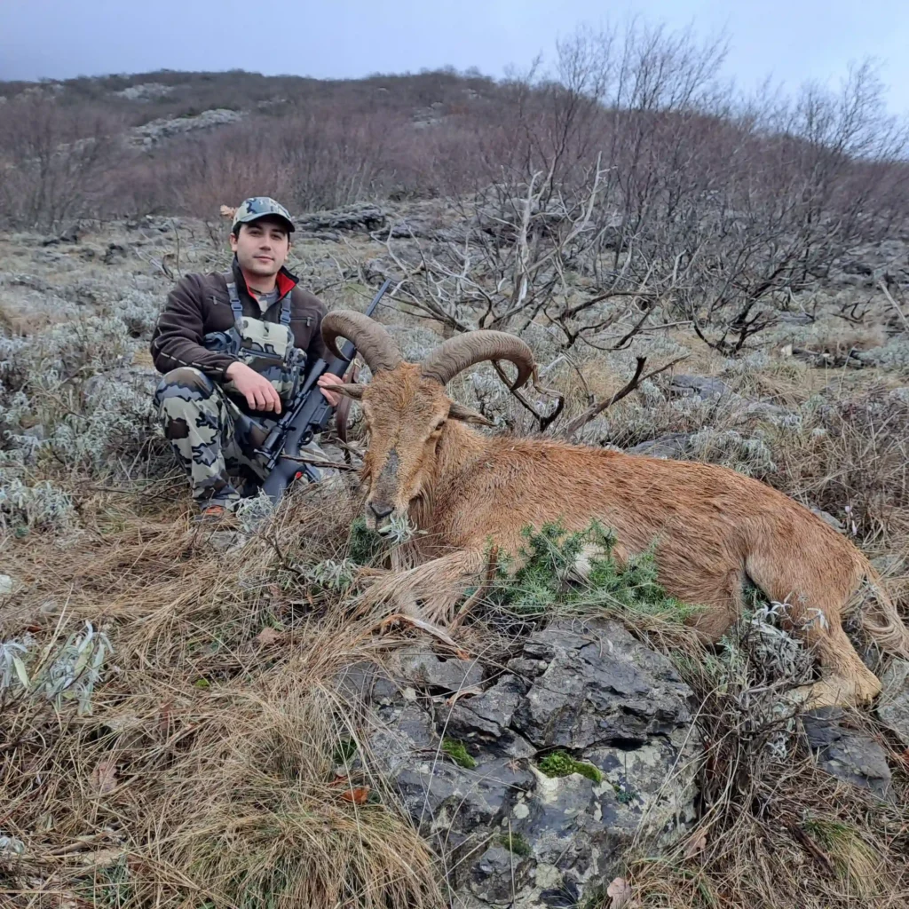 Toni Balic (hunting agent at Artemis Hunting) with his barbary sheep harvested in Croatia