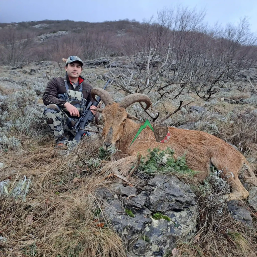 Toni Balic (hunting agent at Artemis Hunting) with his barbary sheep harvested in Croatia