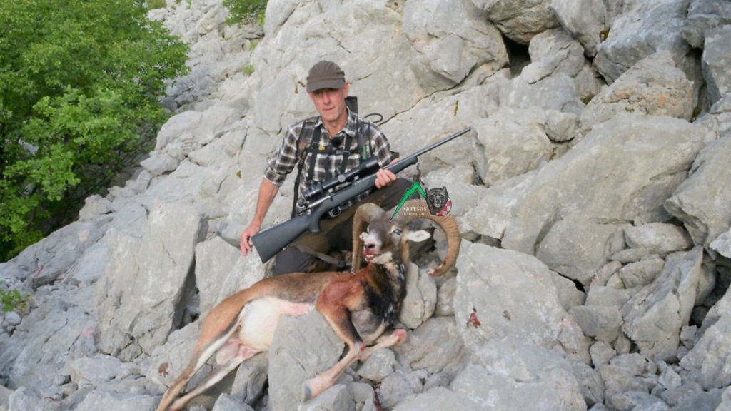 Client of Artemis Hunting from Fieldsports channel on a successful mouflon sheep hunt in Croatia