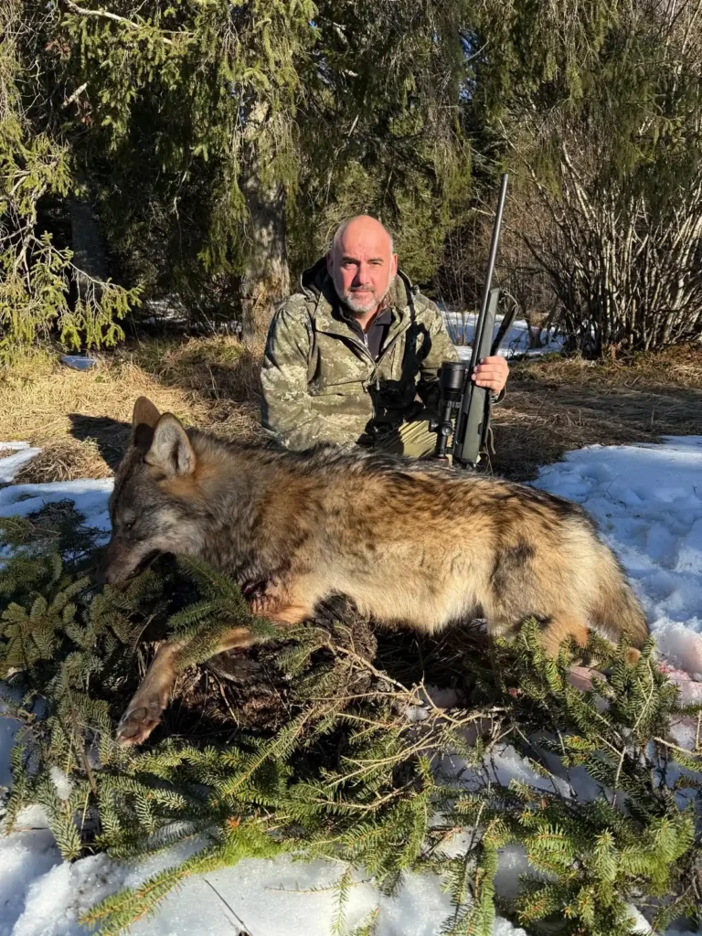 Client of Artemis Hunting on a successful wolf hunt in Bosnia and Herzegovina