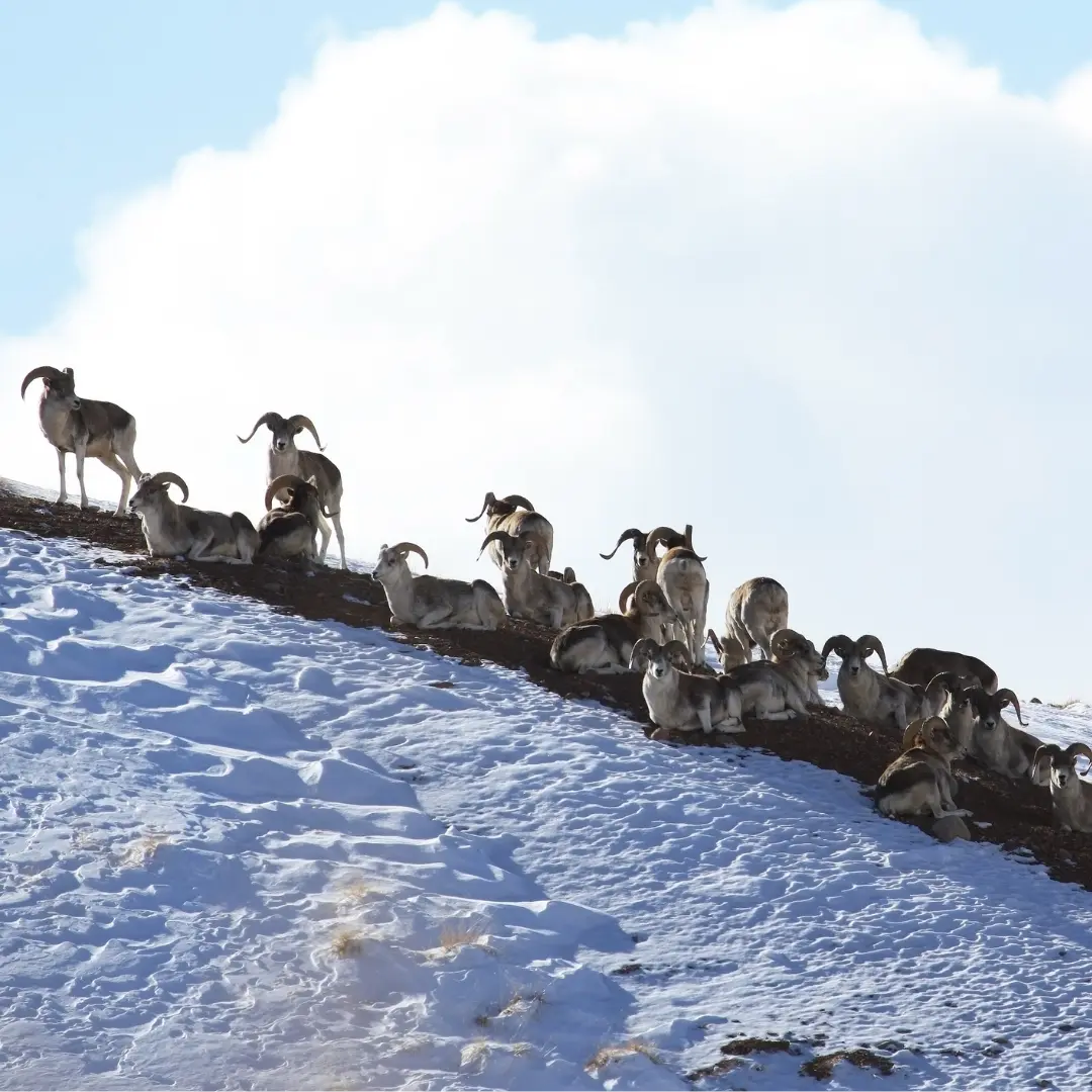 Marco Polo sheep herd in Kyrgyzstan