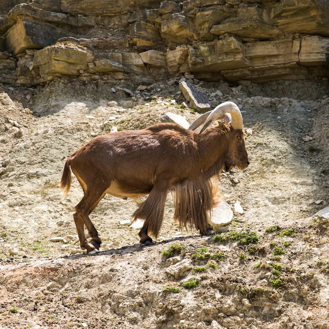 Barbary sheep